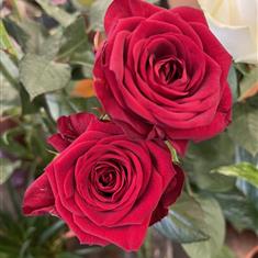 Single rose open order