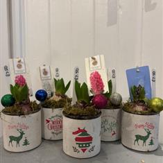 Festive Gift Hyacinth in Glass Jar