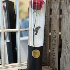 Valentines A 'Sealed with a Kiss' Single Rose