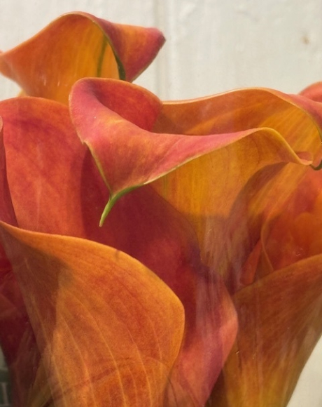 Jean's Flowers