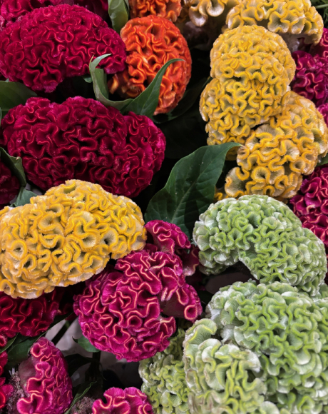 Jean's Flowers